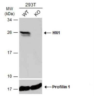 Western Blot: HN1 Antibody [NBP1-32510]