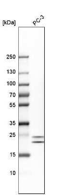 Western Blot: HN1 Antibody [NBP2-32492]