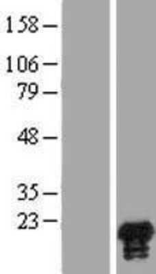 Western Blot: HN1 Overexpression Lysate [NBP2-07078]