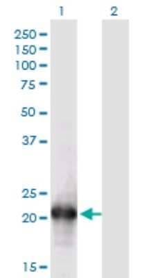 Western Blot: HN1L Antibody (1G8) [H00090861-M05]