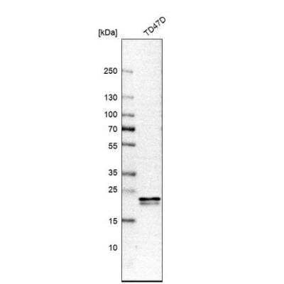 Western Blot: HN1L Antibody [NBP1-88446]