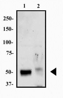 Western Blot: HNF-3 alpha/FoxA1 Antibody (3B11NB)Azide and BSA Free [NBP2-45270]