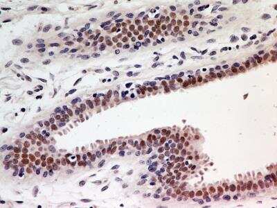 Immunohistochemistry-Paraffin: HNF-3 alpha/FoxA1 Antibody (3B3NB) - BSA Free [NBP2-45354]