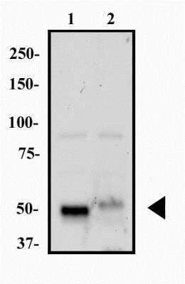 Western Blot: HNF-3 alpha/FoxA1 Antibody (3B3NB)BSA Free [NBP2-45354]