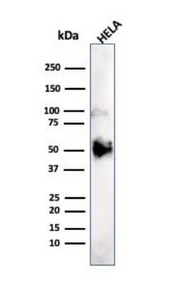 Western Blot: HNF-3 alpha/FoxA1 Antibody (FOXA1/1241)Azide and BSA Free [NBP2-54357]