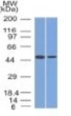 Western Blot: HNF-3 alpha/FoxA1 Antibody (FOXA1/1512)Azide and BSA Free [NBP2-54576]