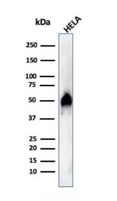 Western Blot: HNF-3 alpha/FoxA1 Antibody (FOXA1/1515) [NBP2-53323]