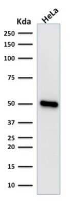 Western Blot: HNF-3 alpha/FoxA1 Antibody (FOXA1/1518)Azide and BSA Free [NBP2-54414]