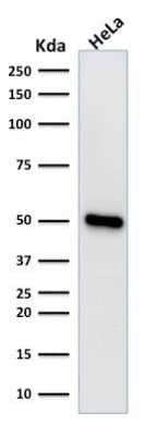 Western Blot: HNF-3 alpha/FoxA1 Antibody (FOXA1/1518) [NBP2-53324]