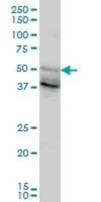 Western Blot: HNF-3 beta/FoxA2 Antibody (1C7) [H00003170-M10]