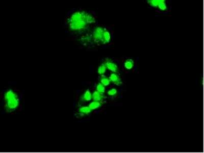 Immunocytochemistry/ Immunofluorescence: HNF-3 beta/FoxA2 Antibody (OTI3C10) [NBP2-02088]
