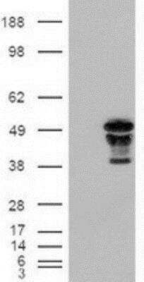 Western Blot: HNF-3 beta/FoxA2 Antibody (OTI3C10) [NBP2-02088]