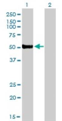 Western Blot: HNF-3 beta/FoxA2 Antibody (7E6) [H00003170-M01]