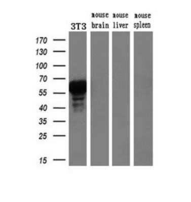 Western Blot: HNF-3 beta/FoxA2 Antibody (OTI3C10)Azide and BSA Free [NBP2-70904]
