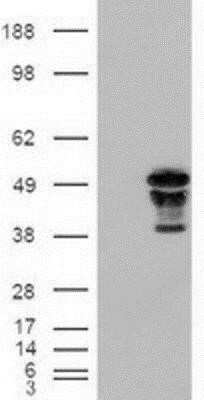 Western Blot: HNF-3 beta/FoxA2 Antibody (OTI3C10)Azide and BSA Free [NBP2-70904]