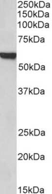 Western Blot: HNF-3 beta/FoxA2 Antibody [NB100-1263]