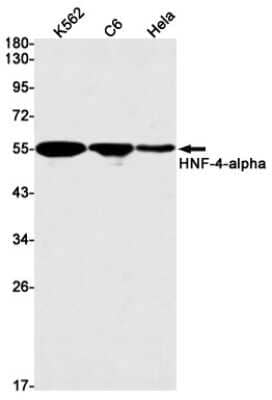 Western Blot: HNF-4 alpha/NR2A1 Antibody (S01-7D7) [NBP3-14942]