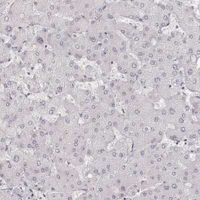 Immunohistochemistry-Paraffin: HNF-4 gamma/NR2A2 Antibody [NBP1-82531]