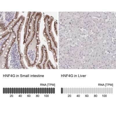 Immunohistochemistry-Paraffin: HNF-4 gamma/NR2A2 Antibody [NBP1-82531]