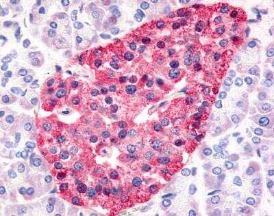 Immunohistochemistry-Paraffin: HNF-4 gamma/NR2A2 Antibody - BSA Free [NLS5162]