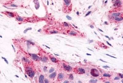 Immunohistochemistry-Paraffin: HNF-4 gamma/NR2A2 Antibody - BSA Free [NLS5162]