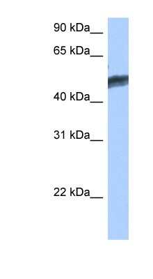 Western Blot: HNF-4 gamma/NR2A2 Antibody [NBP1-52810]