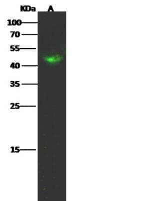 Western Blot: HNF-4 gamma/NR2A2 Antibody [NBP2-98898]