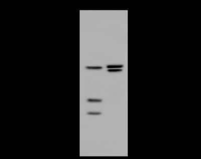 Western Blot: HNF-4 gamma/NR2A2 Antibody [NBP2-98899]