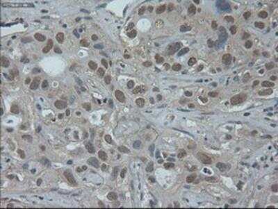 Immunohistochemistry-Paraffin: HNF-6/ONECUT1 Antibody (OTI4F12) [NBP1-47903]