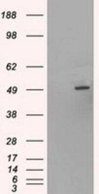 Western Blot: HNF-6/ONECUT1 Antibody (OTI4F12) [NBP1-47903]