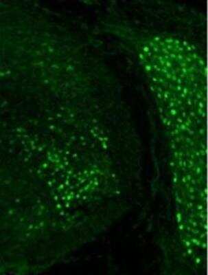 Immunohistochemistry-Frozen: HNF-6/ONECUT1 Antibody [NBP1-91607]