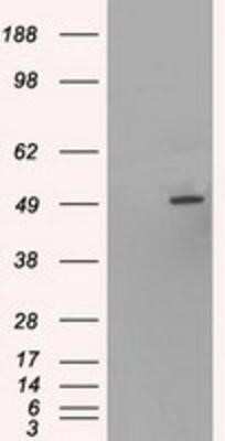 Western Blot: HNF-6/ONECUT1 Antibody (OTI4F12)Azide and BSA Free [NBP2-70906]