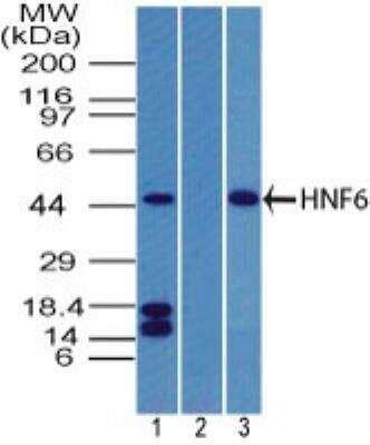 Western Blot: HNF-6/ONECUT1 Antibody [NBP2-27079]