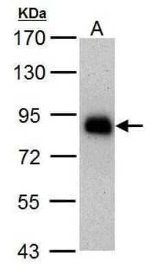 Western Blot: HNF1 Antibody (4110) [NBP2-43652]