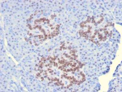 Immunohistochemistry-Paraffin: HNF1 Antibody (HNF1A/2087) - Azide and BSA Free [NBP2-79911]