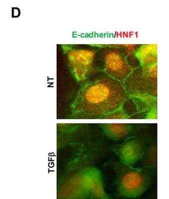 Immunocytochemistry/ Immunofluorescence: HNF1 Antibody [NBP1-33596]