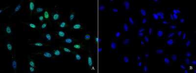 Immunocytochemistry/ Immunofluorescence: HNF1 Antibody [NBP2-98696]