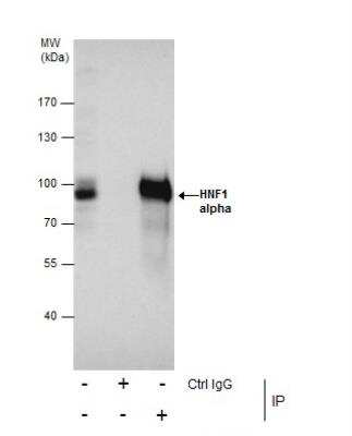 Immunoprecipitation: HNF1 Antibody [NBP1-33596]