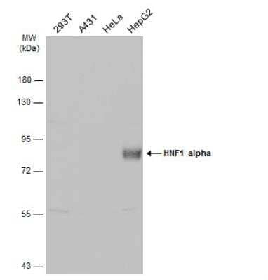 Western Blot: HNF1 Antibody [NBP1-33596]