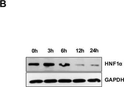 Western Blot: HNF1 Antibody [NBP1-33596]