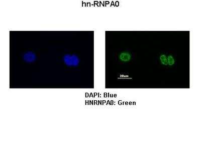 Immunocytochemistry/ Immunofluorescence: HNRNPA0 Antibody [NBP1-57275]