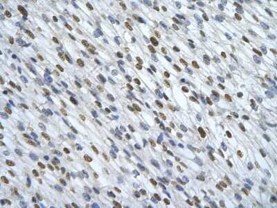 Immunohistochemistry: HNRNPA0 Antibody [NBP1-57275]