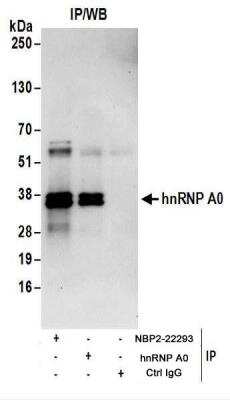 Immunoprecipitation: HNRNPA0 Antibody [NBP2-22293]