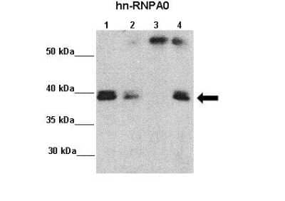 Western Blot: HNRNPA0 Antibody [NBP1-57275]