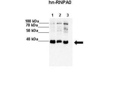 Western Blot: HNRNPA0 Antibody [NBP1-57275]