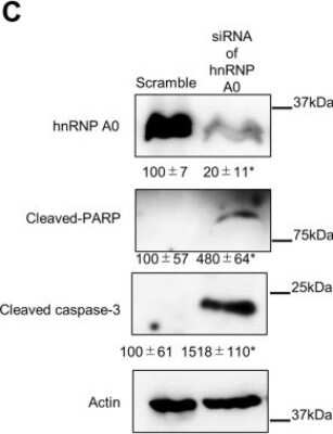 Western Blot: HNRNPA0 Antibody [NBP2-22293]