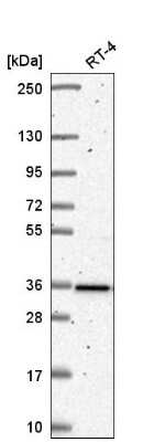 Western Blot: HNRNPA0 Antibody [NBP2-55847]