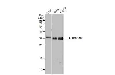 Western Blot: HNRNPA0 Antibody [NBP3-13222]