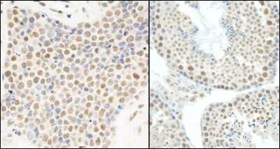 Immunohistochemistry-Paraffin: HNRNPUL1 Antibody [NB110-40586]