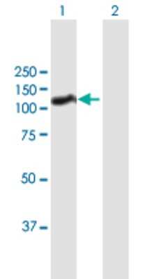Western Blot: HNRNPUL1 Antibody [H00011100-B01P]
